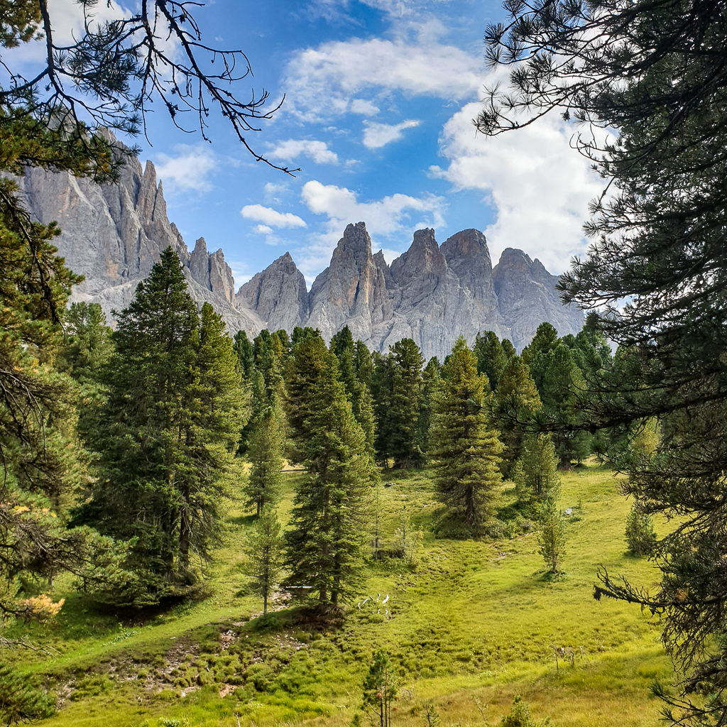Die Zirbe – Das Herz der Alpen im Obervinschgau und in den Dolomiten